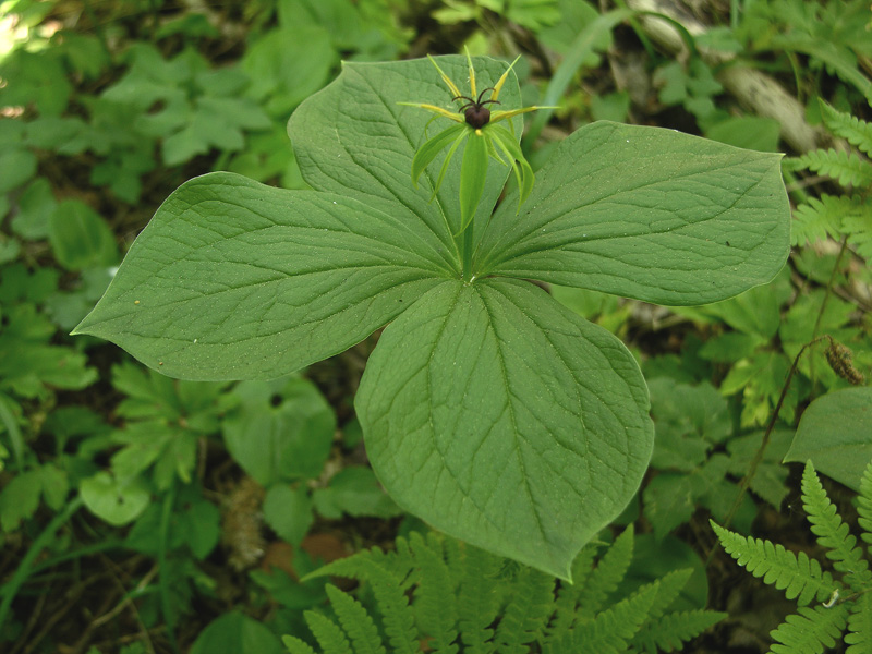 Paris quadrifolia / Erba crociona